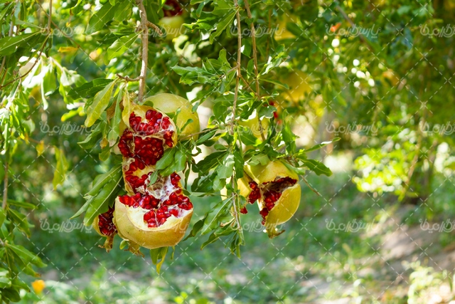 انار - ایران طرح