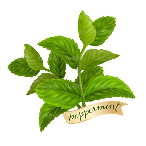 وکتور نعناع - ایران طرح