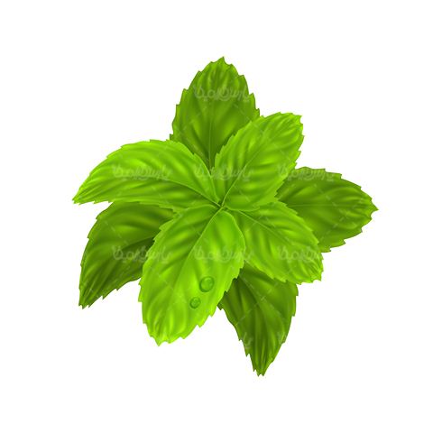 وکتور نعناع - ایران طرح