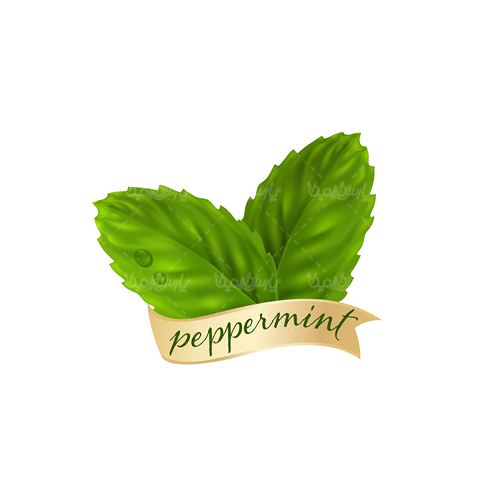وکتور نعناع - ایران طرح